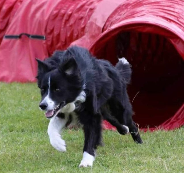 Agility - Stage septembre 25